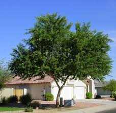 Looking For A Tree For Your Low Desert Garden Join Me As I Go Through A List Of Trees Discussing Thei Fast Growing Shade Trees Shade Trees Desert Landscaping