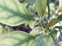 Image result for Clutia pulchella