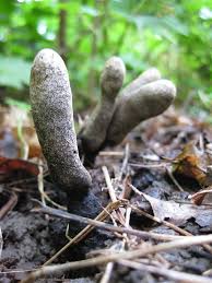 Image result for Xylaria polymorpha