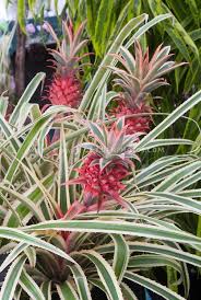 Ananas Comosus Variegatus Plant Flower Stock Photography Gardenphotos Com Variegated Plants Plant Leaves Flower Stock Photography