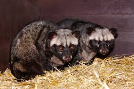 Image result for Musanga