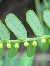 Image result for Phyllanthus parvus