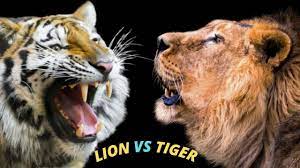 Lion Vs Tiger Who Will Win In A Fight Tiger Vs Lion Compilation Fight Tiger Lion Tiger Love