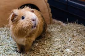 It's where your interests connect you here is an exhaustive guinea pig vet list(+address, contact details & working hours) for the usa, uk & canada. Care Guide How To Look After Guinea Pigs As Pets Petbarn