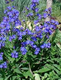 Image result for Anchusa capensis