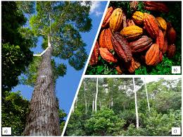 Image result for Cedrela