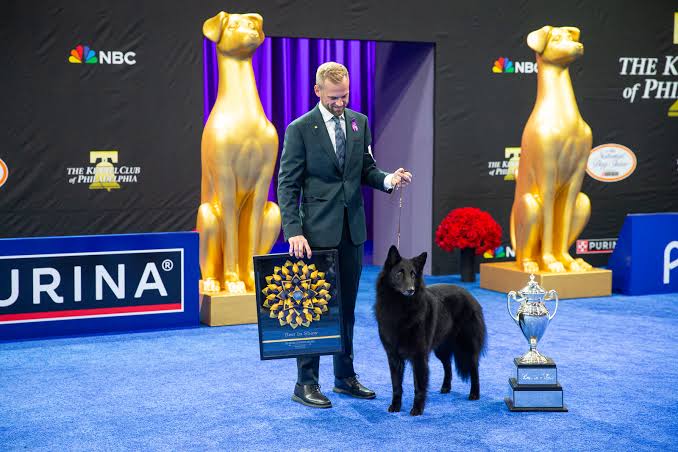 Belgian sheepdog Soleil wins top prize at National Dog Show : NPR