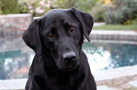 Free german shepherd lab mix. Australian Shepherd Lab Mix Top Facts About The Aussiedor Animal Corner