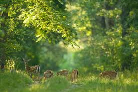 Parcul natural lunca mureșului este și un important centru de educație ecologică pentru copii. Parcul Natural Lunca Muresului