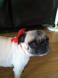 Pin On Pugterest
