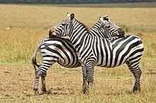 Different zebras have different habitats: Plains Zebra Wikipedia