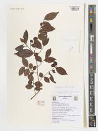 Image result for Carpolobia alba