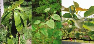 Image result for Hippocratea longipetiolata