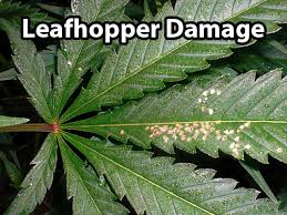 Leafhoppers Cannabis How To Identify Get Rid Of It