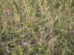 Image result for Ipomoea crassipes