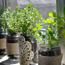The Best Indoor Gardening Projects For Beginners Craftfoxes