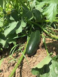 You'll want to maximize your space and grow plants suited to your local area, as well as considering the time vs. Cucumber Vs Zucchini What Is The Difference