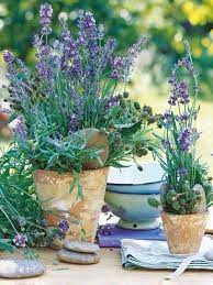 60 Unique Ways To Use Potted Plants In Your Wedding Lavender Plant Lavender Potted Plant Lavender Garden