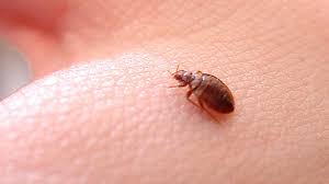 Our extermination services for bed bugs and fleas infestations include a 7 months limited warranty. Bed Bug City Sudbury Ranked No 2 In Canada By Pest Control Company Sudbury News