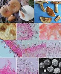 Image result for Russula compacta