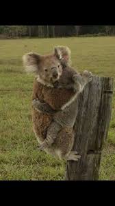 Koala And Baby Who Survived Bush Fires Near Port Macquarie Nsw Australia Oct 2013 Koala Bear Australia Animals Koala