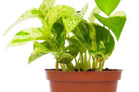 New York S Most Popular Plant Can Kill You And Your Pets
