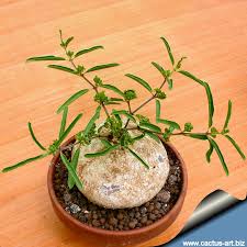 Image result for Raphionacme lanceolata