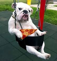 Bulldogs Eat Pizza They Are Very Sensitive To Heat Extra Caution Should Be Practiced With Warm Pizza During Summer Mon Funny Animals Cute Animals Animals