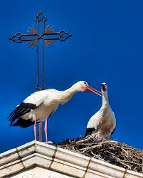 Image result for Faroa involucrata