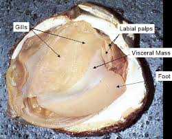 Reading Mollusks Biology Ii Laboratory Manual