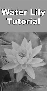 How To Draw A Water Lily Water Drawing Flower Drawing Tutorial Step By Step Flower Drawing Tutorials