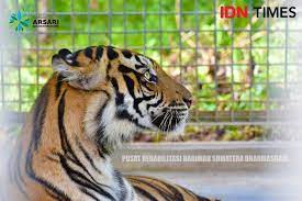 Citra asri house home facebook : 2 Harimau Terkam Pawang Sinka Zoo Di Singkawang