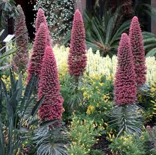 Image result for Echium