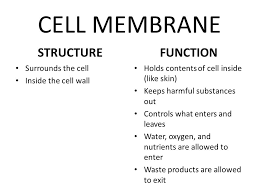 We did not find results for: Animal Cell Ppt Download