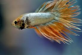 Do Betta Fish Sleep Or Simply Rest In 2020 Betta Fish Betta Betta Fish Tank