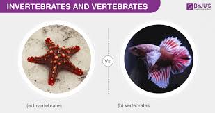 Differences Between Invertebrates And Vertebrates