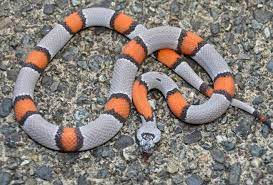 Blairs Phase Grey Banded Kingsnake Beautiful Snakes Snake Wallpaper Reptile Snakes