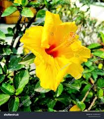 Image result for Hibiscus panduriformis