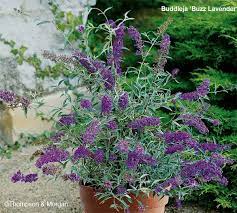 Dwarf Buddleja For Pot On Patio Butterfly Bush Bush Plant Dwarf Butterfly Bush