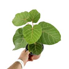 Image result for Ficus abutilifolia