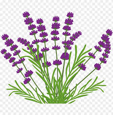 Lavender Bush Png By Kibblywibbly On Deviantart Vector Lavender Bush Png Image With Transparent Background Toppng 1024 x 732 png 1687 кб. vector lavender bush png image with