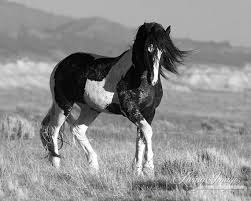 Black And White Mustang Horse For Sale Pin On Horse