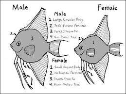 Deffrence Between Male And Female In Angel Fish And Breeding Tips Youtube Aquarium Fish Tropical Freshwater Fish Angel Fish