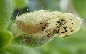 Image result for Mompha miscella