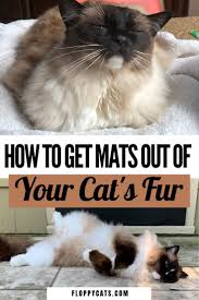 You can find videos and more info on our. Cat Matted Fur Tips And Tricks To Remove Cat Mats In 2020 Cats Cat Pet Supplies Cat Mat