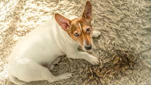 Bevor sie hausmittel zur entfernung von katzenurin anwenden, muss die stelle trocken sein. Haushaltstrick So Verschwindet Der Geruch Von Hunde Urin Endgultig Aus Deinem Teppich Bunte De