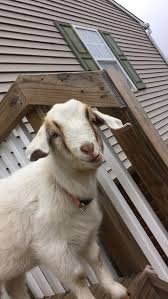 Pin By Brieona T On Goat Baby Goats Animals Goats
