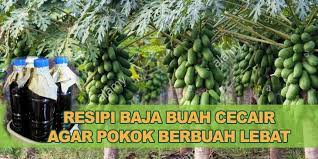 Cara membuat baja organik cecair. Cara Buat Baja Organik Cecair Baja Buah Kebunbandar Com