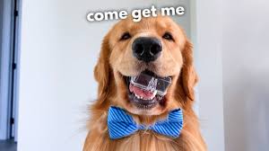 What do i do if my dog bites someone? My Dog Stole My Camera Youtube