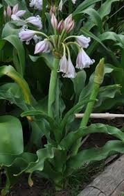 Image result for Crinum walteri
